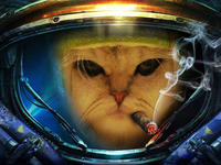 Limecat