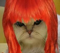 Limecat