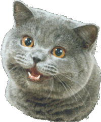 Happy Cat