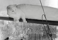Longcat
