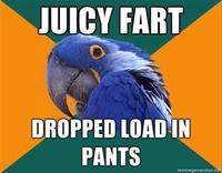 Paranoid Parrot
