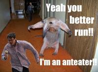 I'm an Anteater!!!