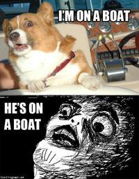 Surprised Corgi