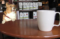 Surprised Corgi