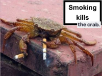 Sad Crab / This Kills The Crab