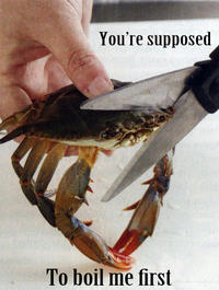 Sad Crab / This Kills The Crab