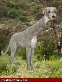 Man-Giraffe-Dog