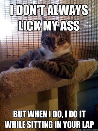 The Most Interesting Cat in the World