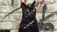 Basement Cat
