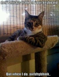 The Most Interesting Cat in the World