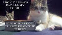 The Most Interesting Cat in the World