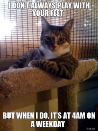 The Most Interesting Cat in the World