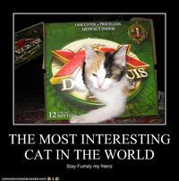 The Most Interesting Cat in the World