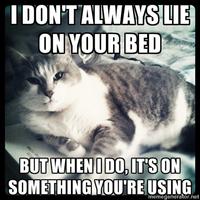 The Most Interesting Cat in the World
