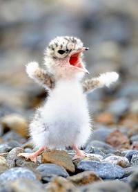 COME AT ME BRO