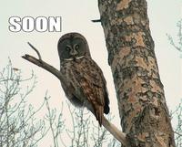 SOON