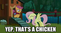 Scootaloo is a Chicken