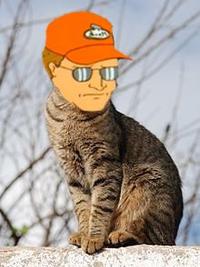 Dale_The_Cat.jpg