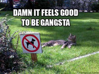 Damn It Feels Good To Be A Gangsta