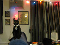 Business Cat