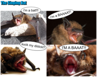 The Singing Shark