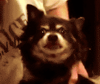 Dog_moar