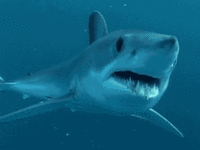 shockedshark.gif