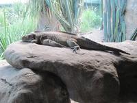 Planking