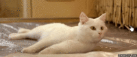 LOLcats