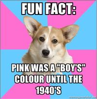 Critical Feminist Corgi