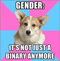 Critical Feminist Corgi