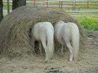 Ponies