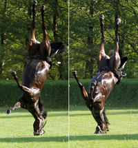 Ponies