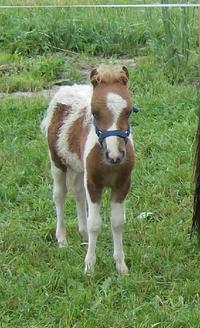 Ponies