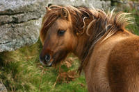 Ponies