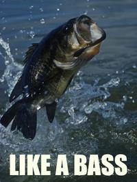 Like A Boss