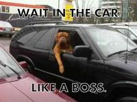 Like A Boss