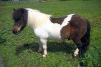 Ponies