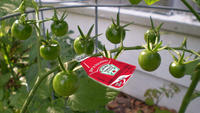 Tomatoes.jpg