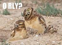 O RLY?