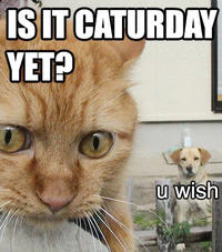 Caturday