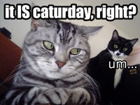 Caturday