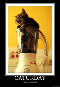 Caturday