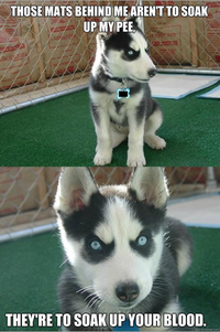 Insanity Puppy
