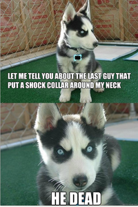 Insanity Puppy