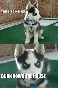Insanity Puppy
