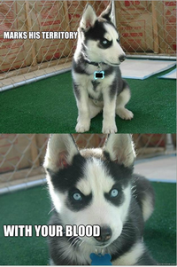 Insanity Puppy