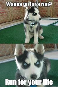 Insanity Puppy