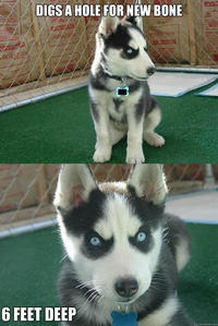 Insanity Puppy