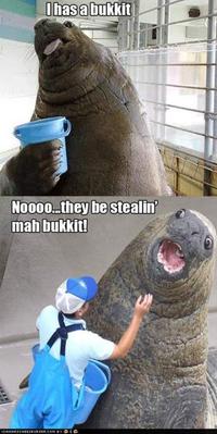 Lolrus